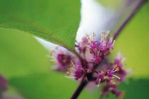 Cluster: Beauty berry