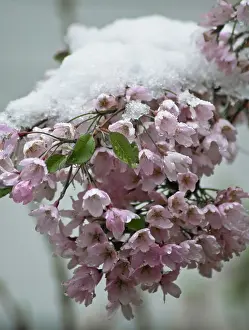Fragile: Beautybush