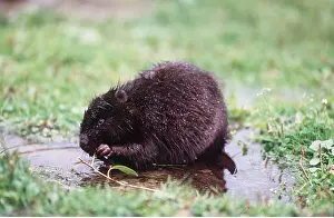 Beavers: BEAVER