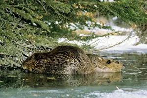 Limbs: Beaver Adult with juvenile feeding on tree limbs
