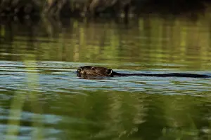 Castoridae: Beaver (Castor canadensis)