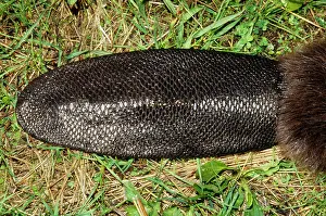 Mary Clay: BEAVER - close-up of tail