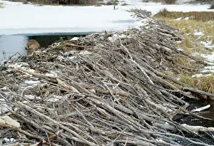 Lodges: BEAVER - at dam