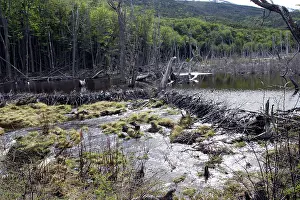 Lodges: Beaver - Dam