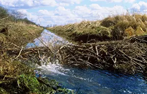 Lodges: Beaver Dam
