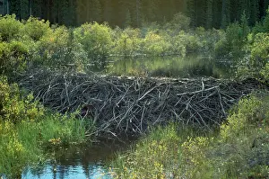 Lodges: BEAVER DAM