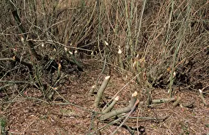 Fibre: BEAVER DAMAGE - BROKEN STEMS