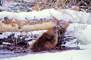 Gnawing: Beaver - eating bark off the underside tree it