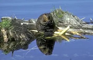 Lisa Svedberg: Beaver eating on feeding station