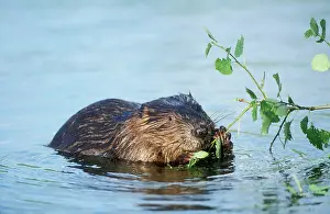 Beaver - eating in water