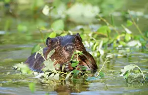Beaver - eating in water