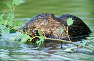 Beaver - eating in water
