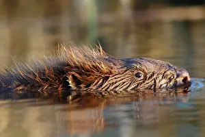 Fiber: Beaver European beaver (Castor fiber), portrait