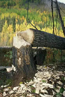 Poplars: Beaver - Fallen tree trunk of Poplar tree can down by beaver