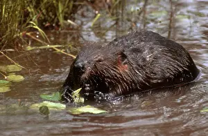 Alders: Beaver feeding on alder twigs, small beaver pond
