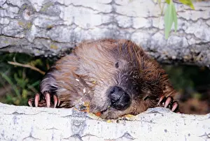 Gnawing: BEAVER - gnawing on tree trunk