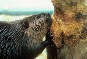 Biting: BEAVER - gnawing tree trunk