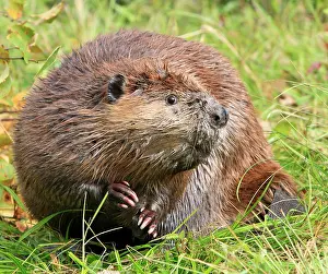 Fiber: Beaver - on grass