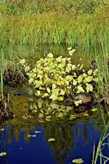 Hauling: Beaver - hauling branch back to winter food cache