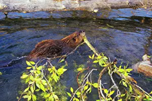 Working: Beaver - hauling branch back to winter food cache