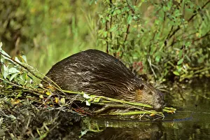 Hauling: Beaver - hauling limb back to winter food cache
