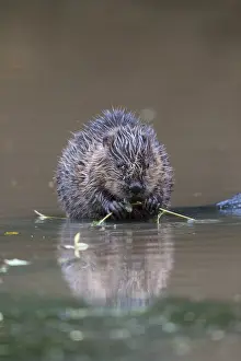 Hold: Beaver Kit - Eating - Devon - UK
