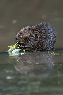 Hold: Beaver Kit - Eating - Devon - UK