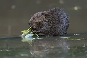 Beavers: Beaver Kit - Feeding - Devon - UK