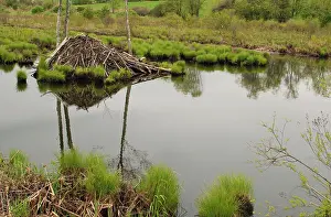 Lodges: Beaver lodge in White Memorial
