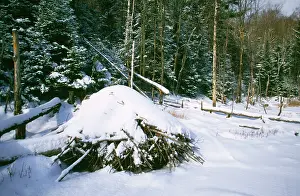 Lodges: Beaver Lodge - in winter in snow
