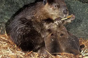 Lodges: BEAVER - mother and kits inside lodge