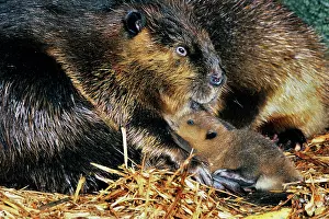 Lodges: Beaver - mother with young, inside lodge