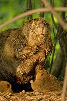 Kits: Beaver - nursing young kit