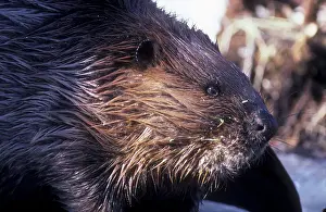 Lisa Svedberg: Beaver, outside lodge, searching for food in early spring