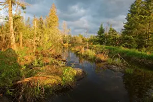 Destructive: Beaver Pond and bog