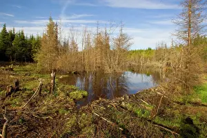 Destructive: Beaver Pond and dam