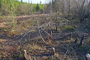 Destructive: Beaver Pond workings on trees around beaver pond