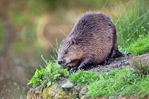 Riverbanks: Beaver - on river bank