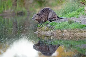 Riverbanks: Beaver - on river bank