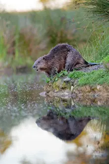 Riverbanks: Beaver - on river bank