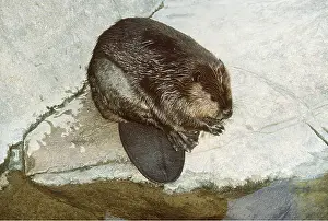 Showing: BEAVER ON ROCK - showing flat tail shape