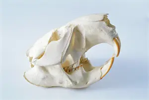 Bleached: Beaver skull