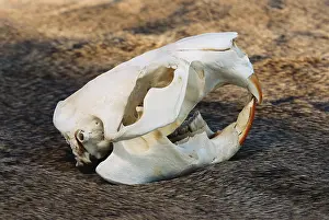 Bleached: Beaver skull