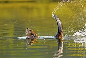 Pat And Tom Leeson: Beaver - slapping its tail as a warning to other
