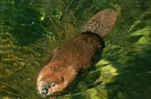 Sid Roberts: Beaver - swimming