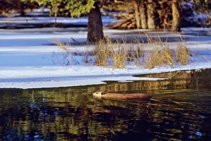 Partially: Beaver - swimming in partially ice covered beaver