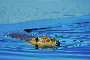 Partially: Beaver - swimming in partially ice covered beaver