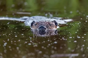 Beaver: Beaver - Swimming - UK