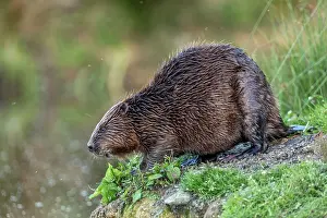 Beaver: Beaver - UK