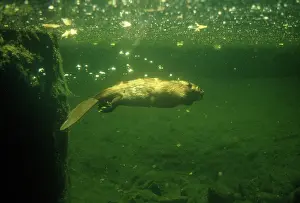 BEAVER UNDERWATER